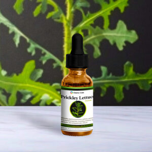 2 oz wildcrafted prickly lettuce tincture in amber glass for pain relief and sleep support