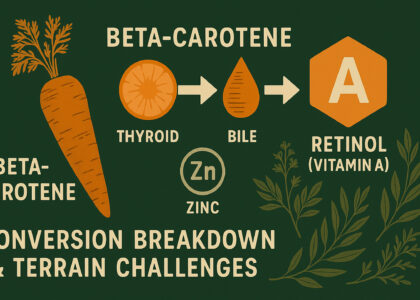 A visual representation of the beta-carotene to retinol conversion pathway, featuring a carrot, thyroid symbol, bile droplet, and zinc (Zn) icon leading to a retinol molecule. Natural botanical elements surround the cycle, illustrating terrain-based challenges to nutrient activation in a muted, earthy green color scheme.