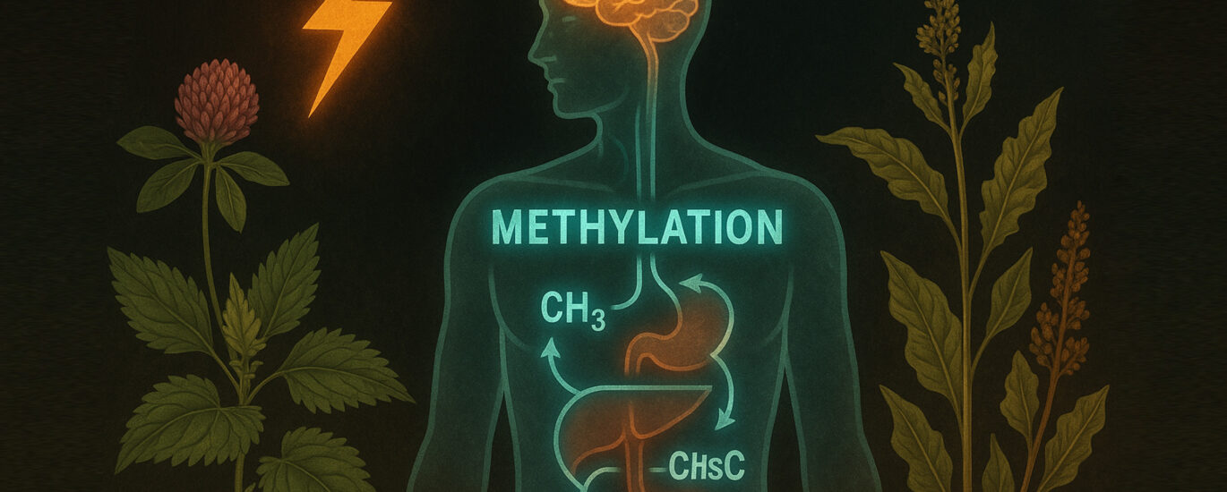 A glowing anatomical illustration of a human figure showing the methylation cycle, including CH₃ and homocysteine pathways, surrounded by wildcrafted herbs like red clover and nettle, with a lightning bolt representing stress. The imagery highlights the biochemical disruption caused by chronic stress and the role of terrain-based recovery.