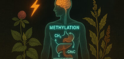 A glowing anatomical illustration of a human figure showing the methylation cycle, including CH₃ and homocysteine pathways, surrounded by wildcrafted herbs like red clover and nettle, with a lightning bolt representing stress. The imagery highlights the biochemical disruption caused by chronic stress and the role of terrain-based recovery.