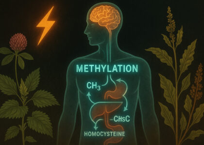 A glowing anatomical illustration of a human figure showing the methylation cycle, including CH₃ and homocysteine pathways, surrounded by wildcrafted herbs like red clover and nettle, with a lightning bolt representing stress. The imagery highlights the biochemical disruption caused by chronic stress and the role of terrain-based recovery.