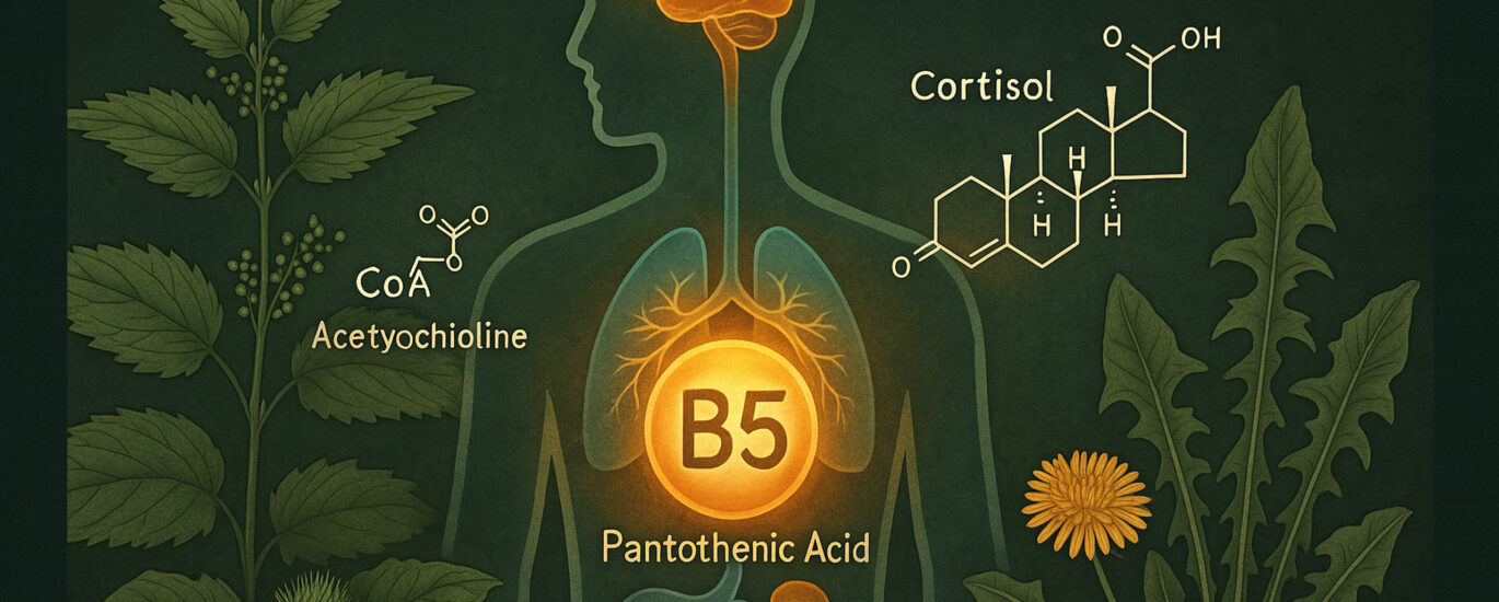 A scientific-style illustration of a semi-transparent human figure highlighting adrenal glands, brain, and cortisol pathways, with glowing symbols for Coenzyme A, acetylcholine, and B5. Wild plants like nettle, burdock, and dandelion surround the figure, illustrating the natural sources of Pantothenic Acid and its role in stress and adrenal recovery.
