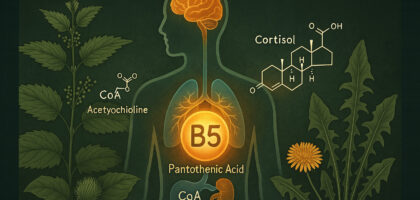 A scientific-style illustration of a semi-transparent human figure highlighting adrenal glands, brain, and cortisol pathways, with glowing symbols for Coenzyme A, acetylcholine, and B5. Wild plants like nettle, burdock, and dandelion surround the figure, illustrating the natural sources of Pantothenic Acid and its role in stress and adrenal recovery.