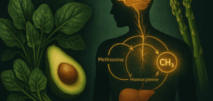 A stylized medical illustration showing a translucent human figure with glowing brain and methylation pathways, surrounded by folate-rich foods like spinach and avocado on a dark natural background, symbolizing the role of Vitamin B9 in methylation and mental clarity.